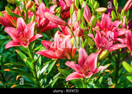 Beautiful lily flowers Stock Photo