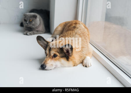 cute scottish fold cat and corgi dog lying on windowsill together