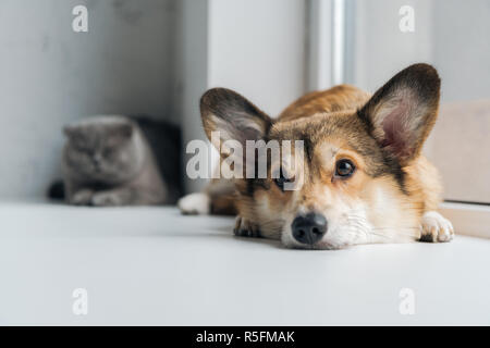 adorable scottish fold cat and corgi dog lying on windowsill together Stock Photo