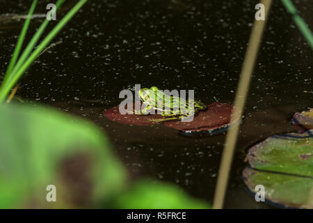 The marsh frog (Pelophylax ridibundus) sits on a lily leaf. Stock Photo