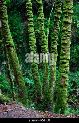 Green moss on tall thin trees at Torc Waterfall, Killarney National Park, County Kerry, Ireland Stock Photo