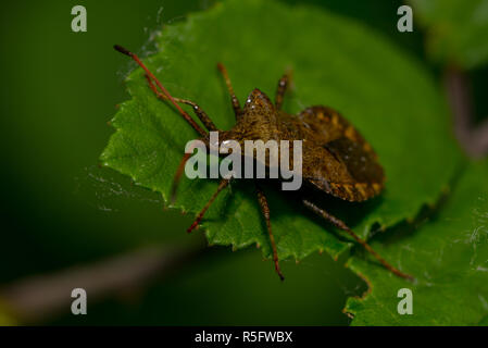 hem bug on a leaf