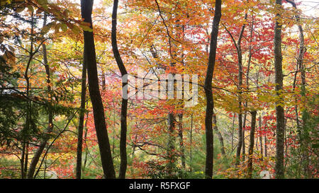 A colorful view of fall foliage in the Appalachian Mountains of North Carolina. Stock Photo