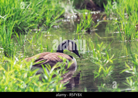A Canadian goose (Branta canadensis) floats quietly, hidden among grasses, near the lagoon at the Biltmore Estate in Asheville, NC, USA Stock Photo