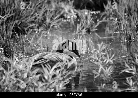 A Canadian goose (Branta canadensis) floats quietly, hidden among grasses, near the lagoon at the Biltmore Estate in Asheville, NC, USA Stock Photo