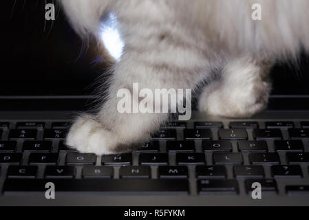 Cat walking on laptop  keyboard close up. Cat play with laptop Stock Photo