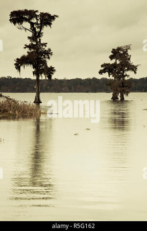 USA, Louisiana, Cajun Country, Lafayette, Lake Martin, swamp Stock Photo