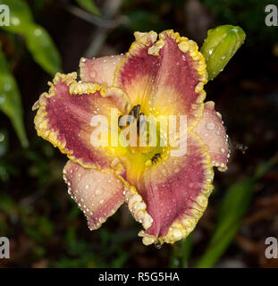 Spectacular red & yellow flower of daylily, Hemerocallis 'Alexa Kathryn', with raindrops & native bee on frilly edged petals against dark background Stock Photo
