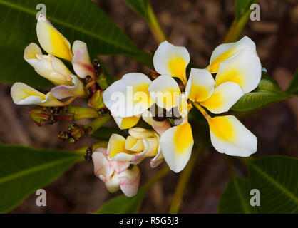 Unusual yellow and white perfumed flowers and dark green leaves of frangipani, Plumeria 'Bali Whirl' against brown background Stock Photo