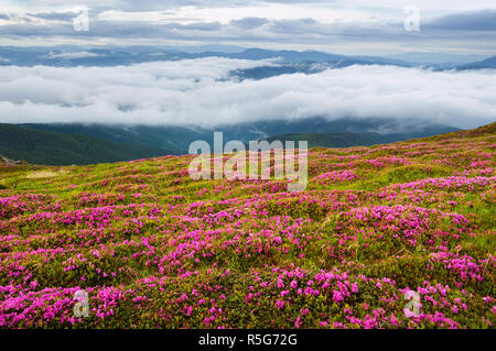 Blooming rhododendrons in the mountains. Summer landscape with pink flowers and fog. Beauty in nature Stock Photo