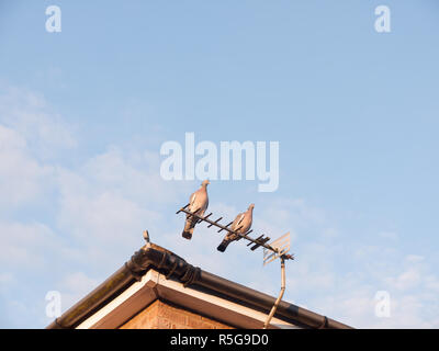 two feral pigeons resting close together on top of a house roof tv aerial Stock Photo