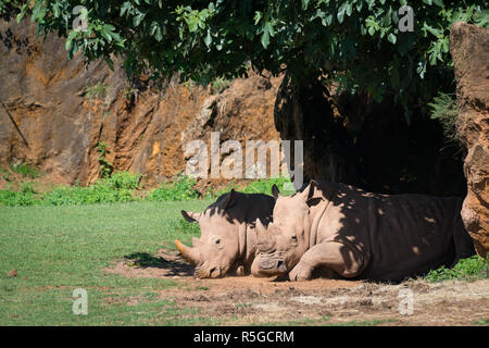 White rhinoceros dozing in shade of tree Stock Photo