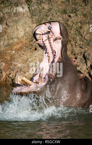 Hippopotamus opening mouth in lake with spray Stock Photo