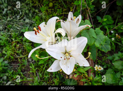 A flower of a white lily. Pistils and stamens of white lily. Stock Photo