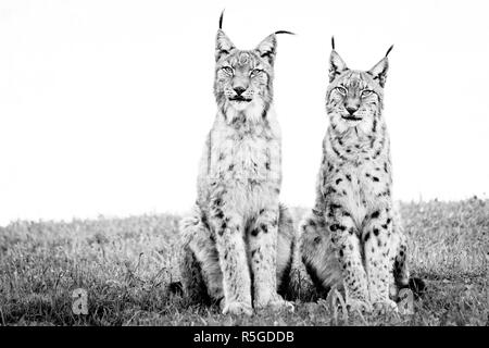 Two lynx sitting on grass in mono Stock Photo