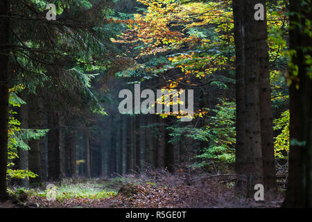 In the dark forest in autumn Stock Photo