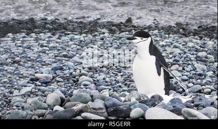 A chinstrap penguin standing on a very tiny patch of snow on a pebble beach on Livingston Island in the South Shetland Islands, Antarctica.