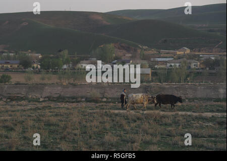 Rural life near Samarkand, Uzbekistan. Stock Photo