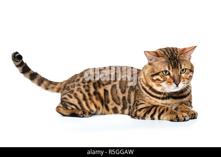 The gold Bengal Cat on white background Stock Photo