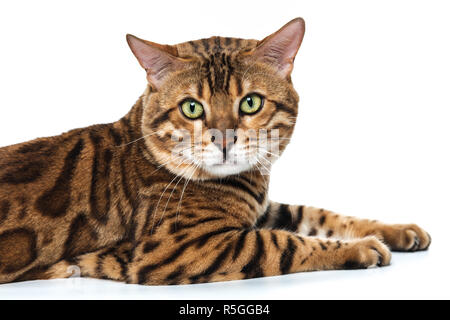 The gold Bengal Cat on white background Stock Photo