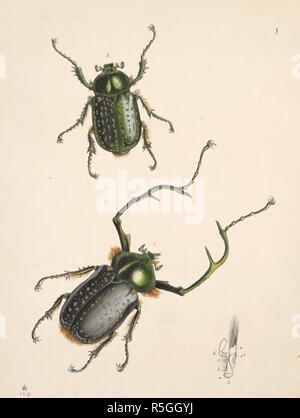 Beetles. EUCHEIRUS (Cheirotonus) (Fig. 1 Male ; Fig. 2 Female.)  (ORDER- COLEOPTERA. Section-.â€” Lamelucornia.)   . The Cabinet of Oriental Entomology; being a selection of some of the rarer and more beautiful species of Insects, natives of India and the adjacent islands. London, 1848. Source: 1258.k.17 plate 1. Author: Westwood, John Obediah. Stock Photo