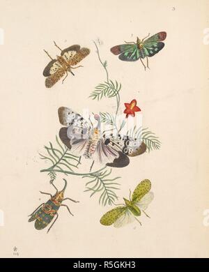 Various winged insects such as moths, butterflies, and aphids. (ORDERâ€” UOMOPTERA. Sectionâ€” Trimeka. Familyâ€” Fi'lgouidj:.â€” Leach.)  FIGURE 1. FULGORA (HOTINA) CLAVATA. Westw. FIGURE 2. FULGORA (HOTINA) GEMMATA, Westw.  . The Cabinet of Oriental Entomology; being a selection of some of the rarer and more beautiful species of Insects, natives of India and the adjacent islands. London, 1848. Source: 1258.k.17 plate 3. Author: Westwood, John Obediah. Stock Photo