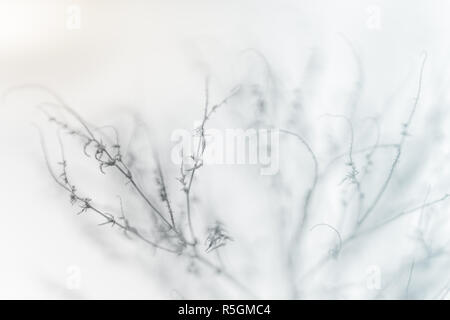 dry grass in the garden covered by snow Stock Photo