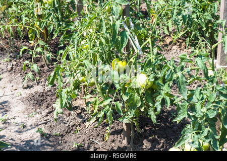 unripe tomato fruits on bushes in garden Stock Photo