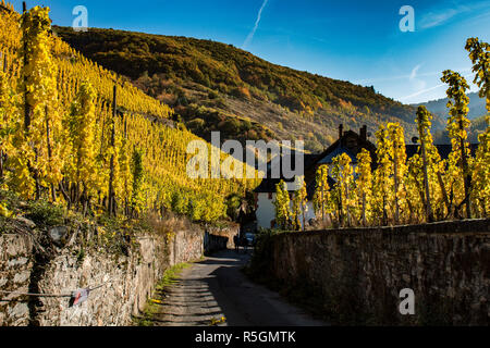 Vineyards before harvest in the Moselle Valley, Germany Stock Photo