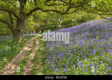 Path through beautiful bluebell woodland at Roseberry Topping in the North York Moors national park, England. Stock Photo