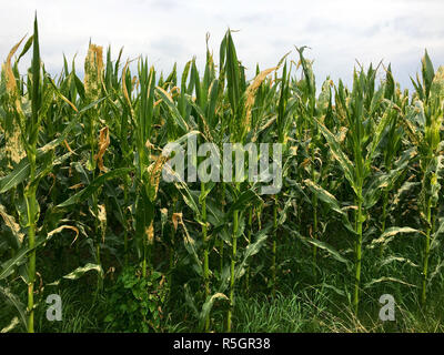 helminthosporium or turcicum leaf stains on corn (leaf disease of corn plant) Stock Photo