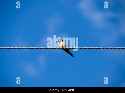 Swallows on the wires. Swallows against the blue sky. The swallo Stock Photo