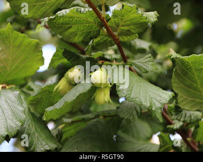 Fresh Unripe Hazelnuts on Nut Tree Branch Stock Photo