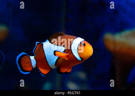 Clown Fish - The most popular saltwater fish in the world Stock Photo