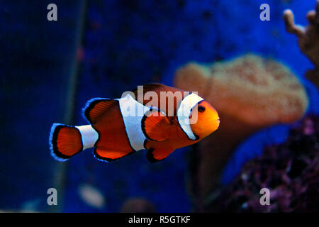 Clown Fish - The most popular saltwater fish in the world Stock Photo