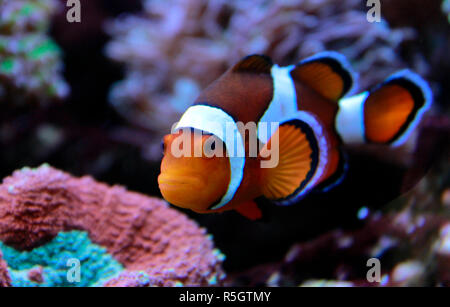 Clown Fish - The most popular saltwater fish in the world Stock Photo