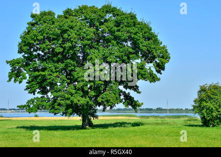 Lonely big tree in green field on a background clear sky Stock Photo