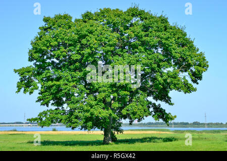 Lonely big tree in green field on a background clear sky Stock Photo