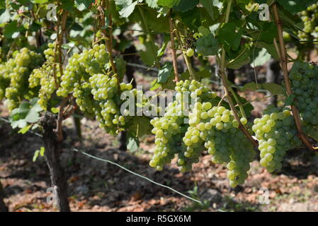grapes Stock Photo