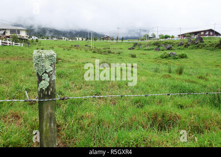 Cattle Farm in Kundasang Sabah Stock Photo