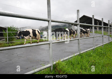 Cattles at Desa Dairy Farm Kundasang Stock Photo