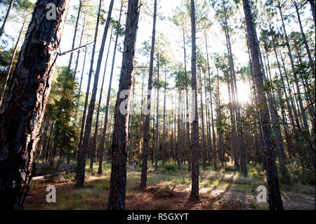 Sunlight streaming through forest Stock Photo