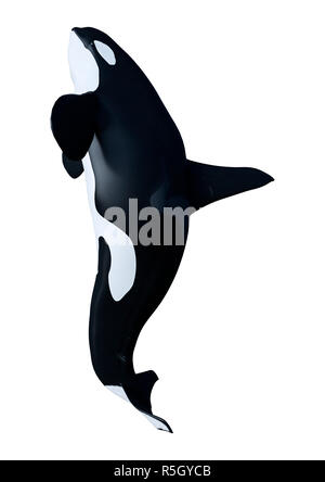 3D rendering of an orca killer whale calf isolated on white background ...
