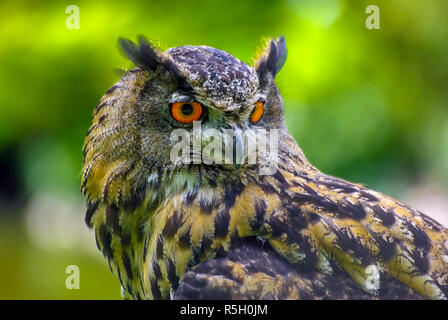 The tawny owl or brown owl (Strix aluco) is a stocky, medium-sized owl commonly found in woodlands across much of Eurasia Stock Photo