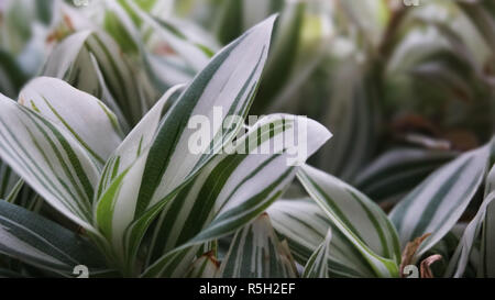 Green leaves of plant growing - leaves of indoor plants Stock Photo