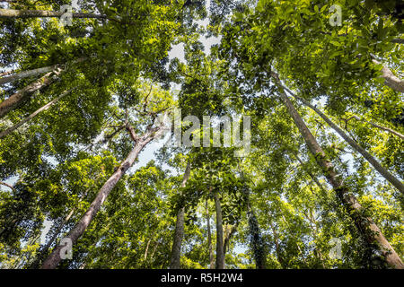 High green trees of Monky Forest on Bali island, Indonesia Stock Photo