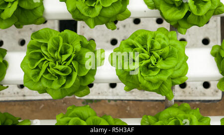 Food production method in hydroponic plant system. Growing lettuce in greenhouse using mineral salt solution. Stock Photo