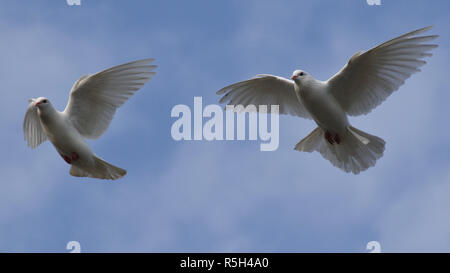 Two white doves flying against blue sky with faint clouds Stock Photo