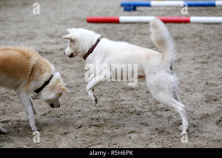 Two adult akita dogs playing and dancing in the sand Stock Photo