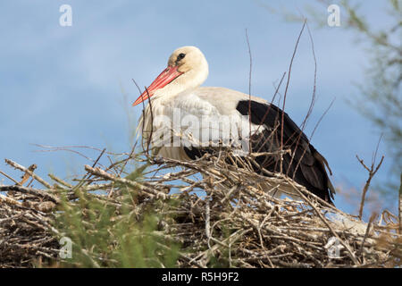 white stork (ciconia ciconia) in nest in camargue,france Stock Photo